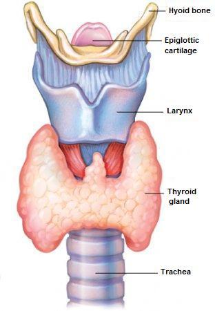 Structure thyroid gland Structure thyroid gland